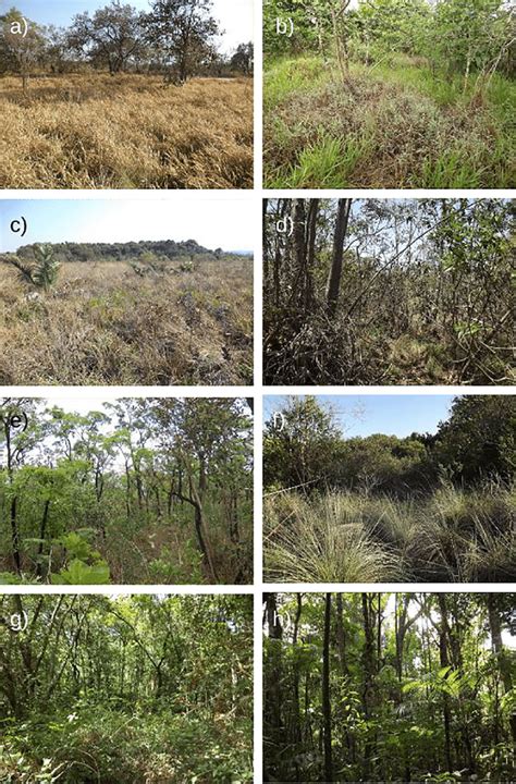 Examples of the vegetation types examined in this study: a degraded... | Download Scientific Diagram