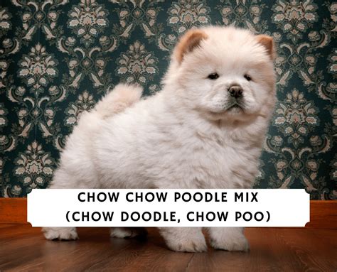 Chow Chow Poodle Mix (Chow Doodle, Chow Poodle, Chowpoo, Poochow) - We Love Doodles