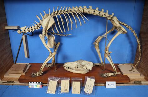 Inside the Museum's Mammal Attic | Canterbury Museum