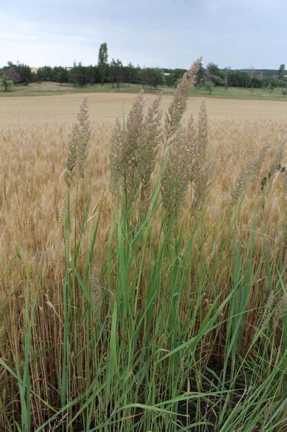 Premium Photo | A tall grass in a field