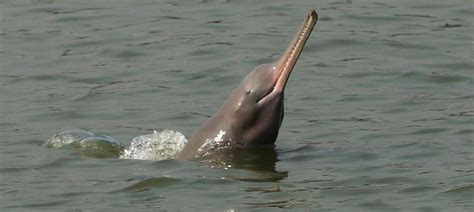 Gangetic dolphin's habitat lies in the path of a proposed waterway from ...