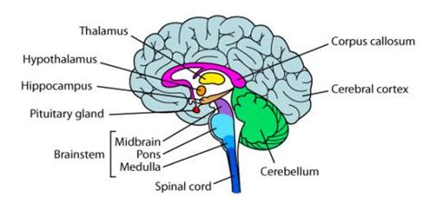 How Much Do You Know The Various Parts Of The Brain? Q & As | Attempts: 1286 - Quiz, Trivia ...