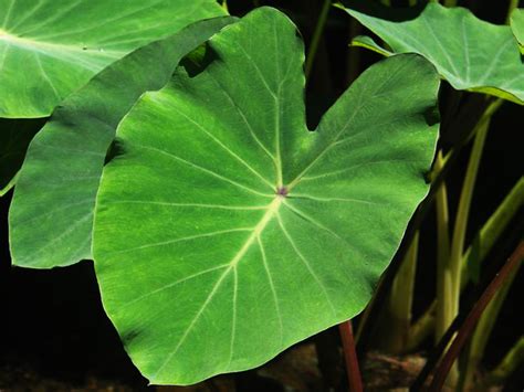 Health Benefits of Taro Leaves — thecoconet.tv - The world’s largest ...