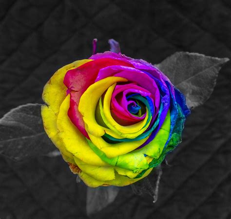 A rainbow rose to mark Valentine's Day - Dad Blog UK