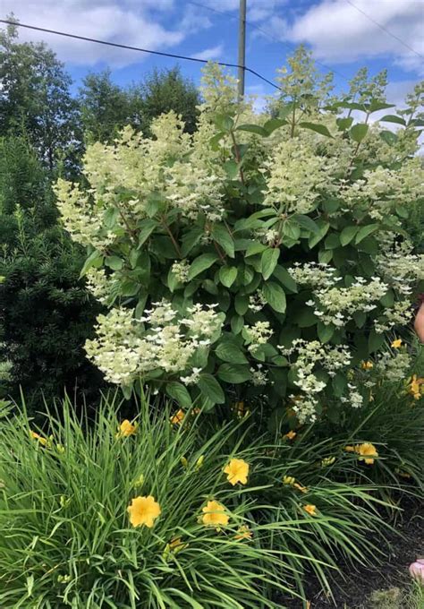 How to care for a hydrangea tree 🌳 🌼 Nurturing tips and tricks