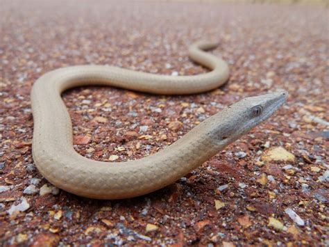 Burton’s Legless Lizard • ReWild Perth