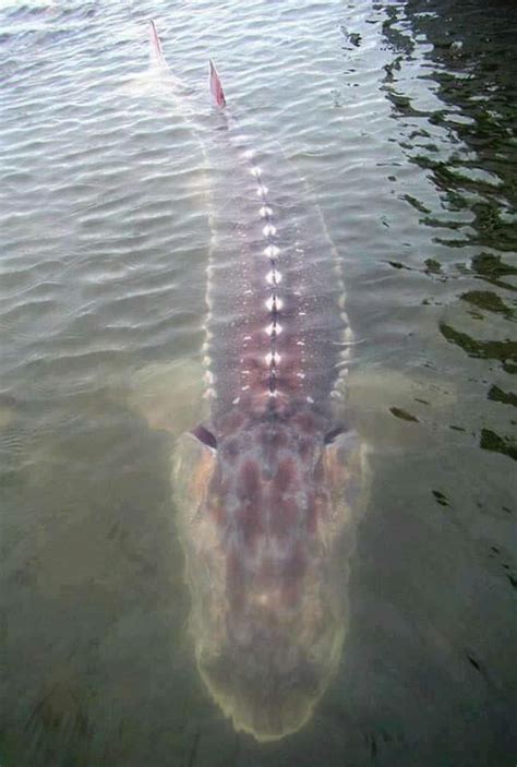 Giant sturgeon in the Fraser River, Canada : r/TheDepthsBelow