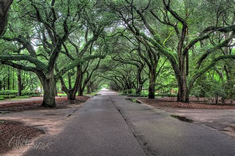 Aiken South Carolina | Aiken south carolina, South carolina, Wonders of ...