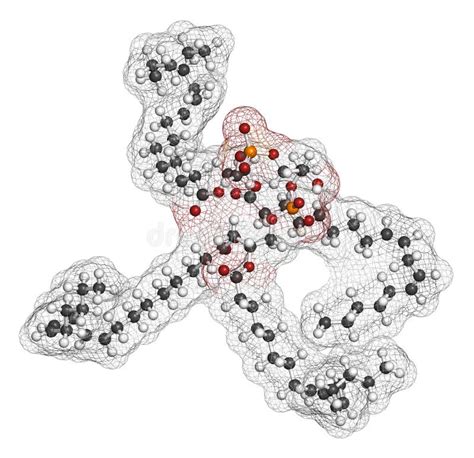 Cardiolipin Tetralinoleoyl Cardiolipin Molecule. Important Component of the Inner Membrane of ...