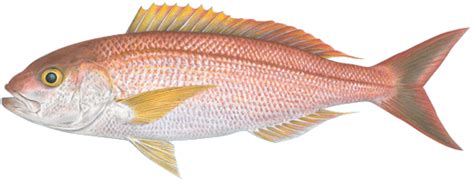 Pink Snapper (Opakapaka) – Hawaii-Seafood.org