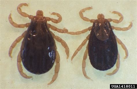 Ticks and tick-borne diseases - Agricultural Biology