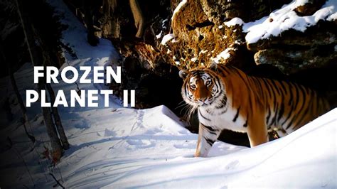 Frozen Planet II TV Show Online - All Latest Episodes Available on Sony LIV