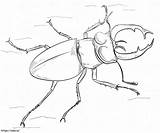 Black Stag Beetle coloring Page sketch template