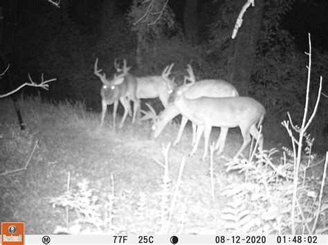 Backyard bucks | Archery Talk Forum