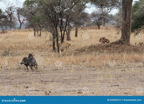 Lions Hunting Warthogs in the Savanna Stock Photo - Image of animals, african: 52562512