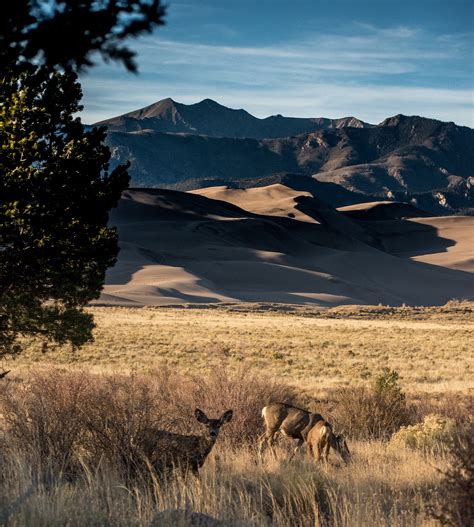 Journeys Of The Crew : Great Sand Dunes National Park