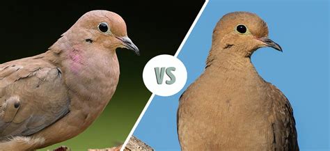 Mourning Dove Male vs. Female: How to Tell the Difference - Optics Mag