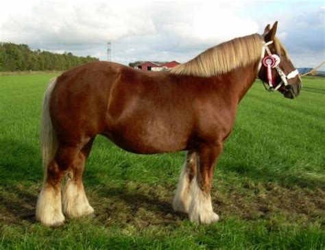 Jutland Horse Info, Origin, History, Pictures