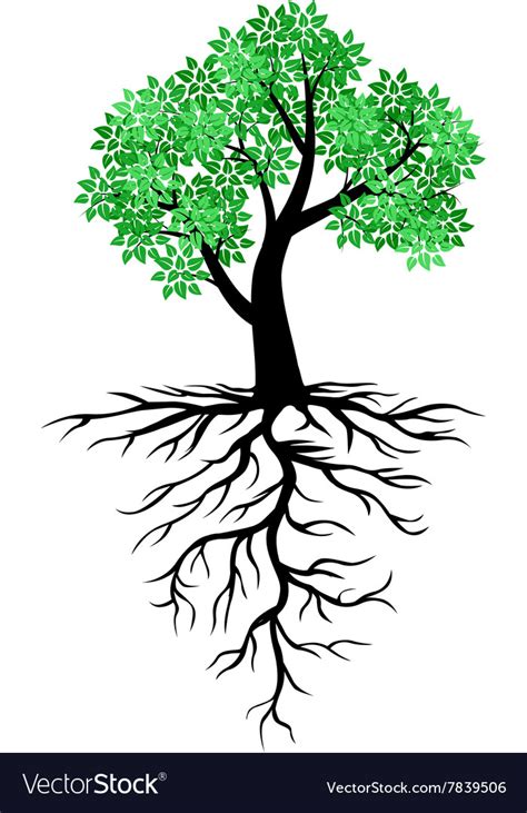 Tree root Royalty Free Vector Image - VectorStock