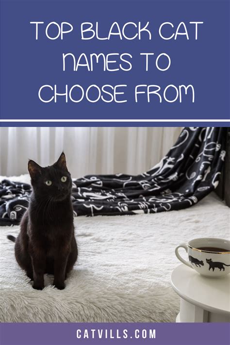 Black cat names that will suit your stealthy companion – Artofit