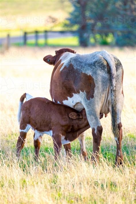 Image of Calf drinking milk from mother cow in the afternoon light ...