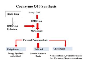 Mevalonate pathway as png - Q10facts