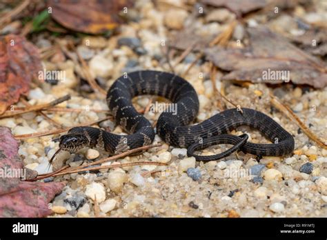 Baby northern water snake - Nerodia sipedon Stock Photo - Alamy