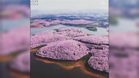 Spring turns China into sea of flowers Video - ABC News