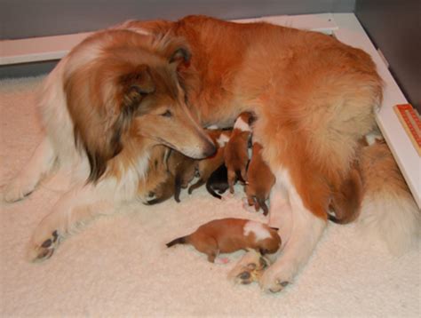 Newborn Puppies: What You Need to Know - HubPages