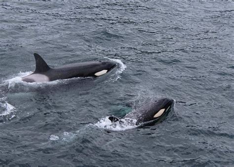 Atlantic Whales - The Responsible Whale Watching Guide