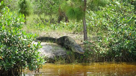 Fotos gratis : bosque, pantano, fauna silvestre, selva, botánica, depredador, reptil, cocodrilo ...