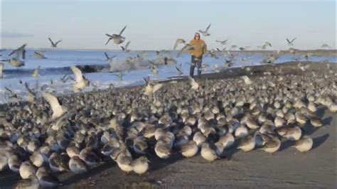 Western sandpiper migration - YouTube