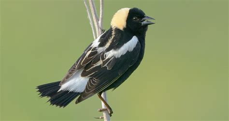 Bobolink Identification, All About Birds, Cornell Lab of Ornithology