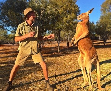 Meet Roger, The Most Muscular Kangaroo On The Planet | Animals