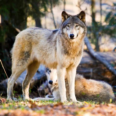 What Do Wolves Eat? - Animal Info World