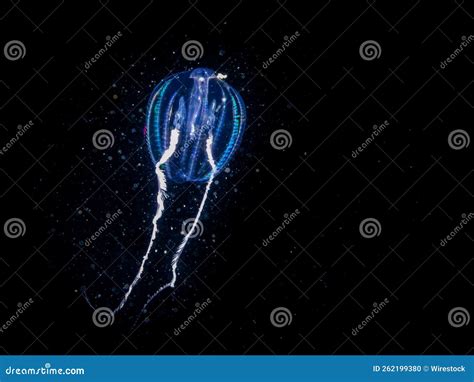 Closeup Shot of a Glowing Blue Aequorea Victoria Jellyfish in the Black ...