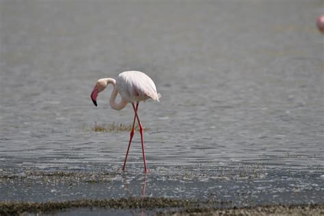 Flamingo at Lake Natron - Tanzania 2022 - Photo Gallery - Cloudy Nights