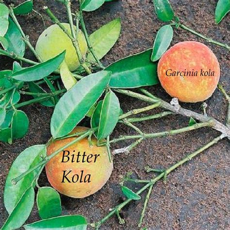 Polynesian Produce Stand : ~BITTER KOLA~ Garcinia kola African Aphrodisiac FRUIT Tree Live 16+in ...