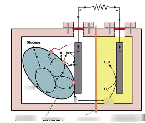 Microbial fuel cell Diagram | Quizlet