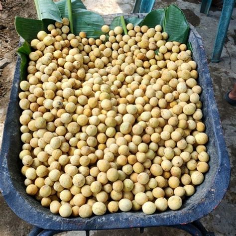 Jual DUKU MANIS 1KG BUAH DUKU KUALITAS MANTAP | Shopee Indonesia