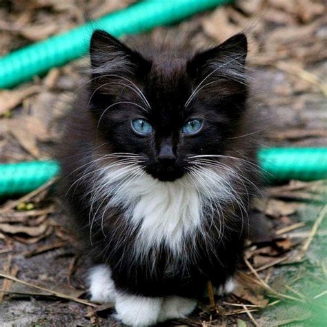 The Rare Snowshoe Cat & Its Unique Characteristics – Pouted Magazine