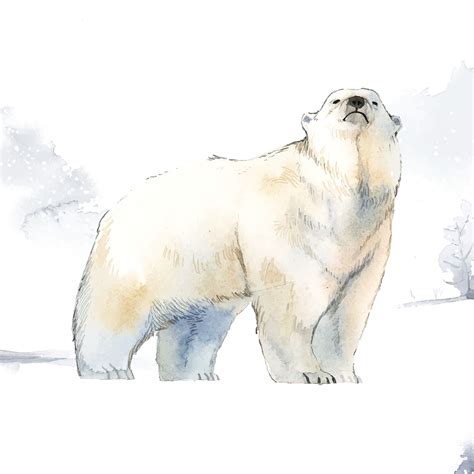 Dibujo De Un Oso Polar | Images and Photos finder