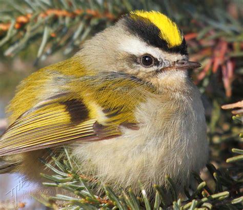 The Golden-crowned Kinglet - photo essay - Bird Canada