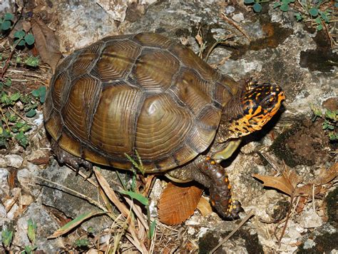 Box Turtle - Animal of the world Wiki