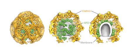 Architecture of the AP2:clathrin coat on the membranes of clathrin ...