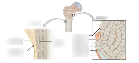 Diagram of periosteum and endosteum Diagram | Quizlet