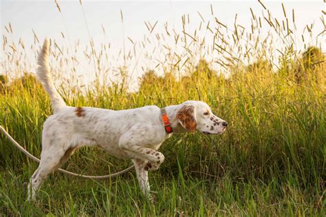 Hunting Dog Profile: The Regal, Elegant English Setter | GearJunkie