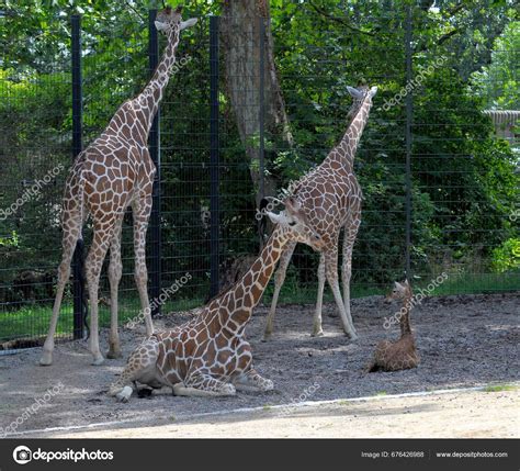 Stuttgart Zoological Botanical Garden Wilhelma Giraffe Enclosure ...