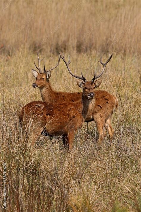 Barasingha deer in the nature habitat in India. Beautiful and big deers ...