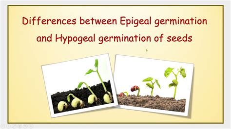 Epigeal Germination